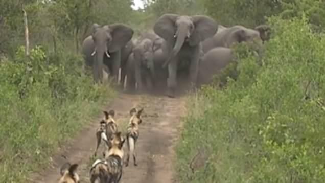 Thế trận cực kỳ chặt chẽ của bầy voi đẩy lùi pha tấn công của tổ đội săn mồi nguy hiểm nhất châu Phi