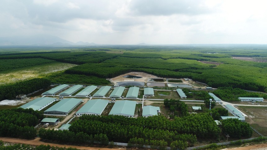 Sở hữu các trang trại tại khu vực phía Nam và Tây Nguyên, Nova Consumer sẽ sản xuất ra các sản phẩm trồng trọt và chăn nuôi truy xuất được nguồn gốc. (Ảnh trang trại chăn nuôi thuộc Nova Consumer tại Hàm Tân, Bình Thuận).