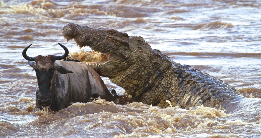 Cá sấu sông Nin khổng lồ - nỗi ác mộng của hàng triệu con linh dương đầu bò trong mùa di cư