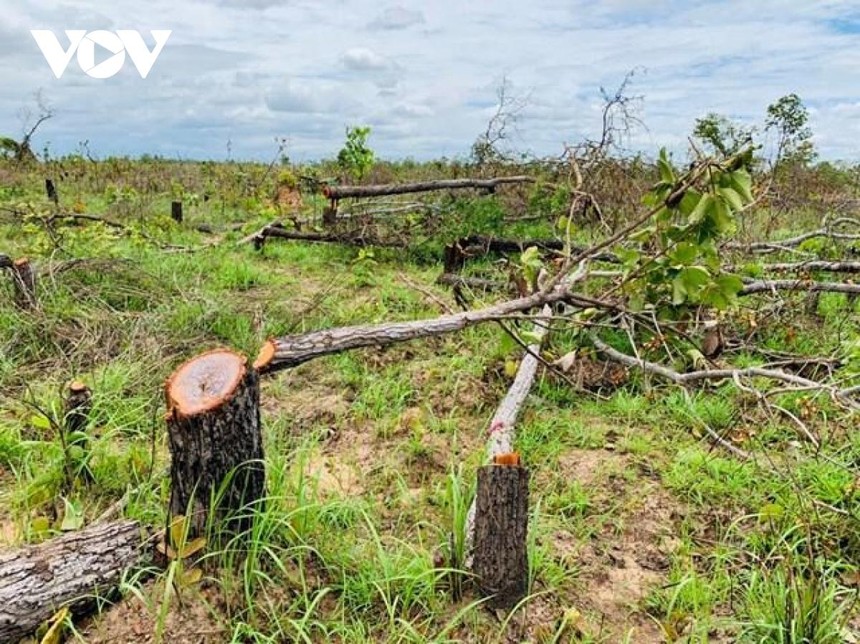 Gần 400 ha rừng đã bị đốn hạ.