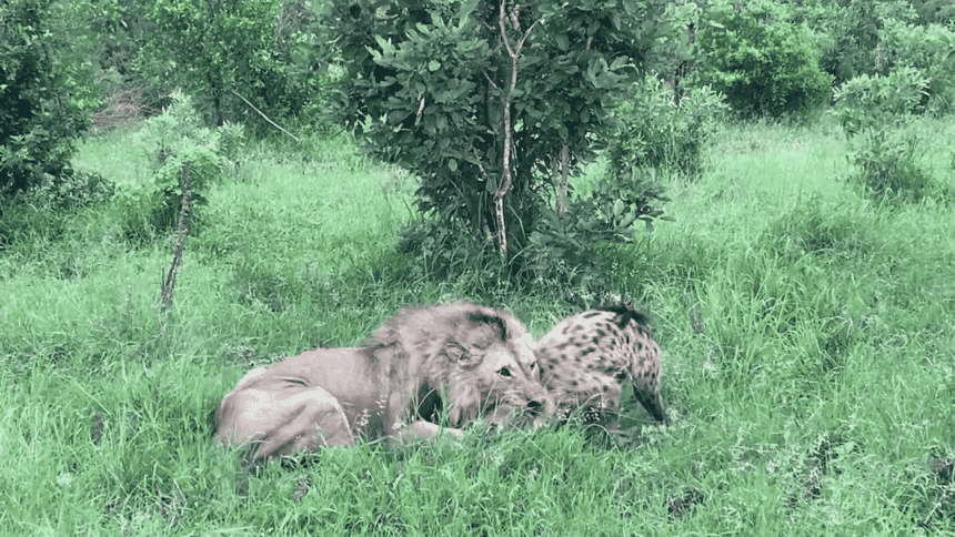 Sư tử đực phô diễn sức mạnh khủng khiếp trước cặp đôi linh cẩu lén lút