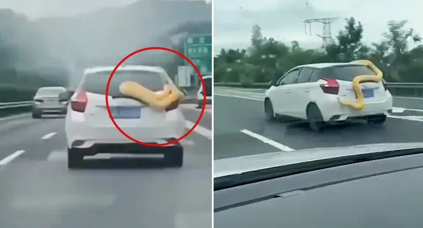 Một con trăn siêu to khổng lồ bất ngờ trườn kín xe ô tô đang chạy trên đường cao tốc