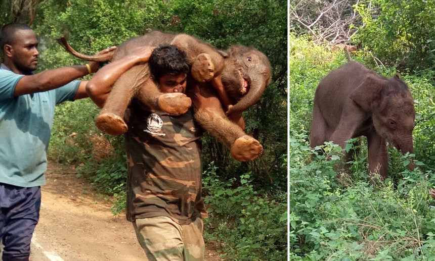 Tấm lòng đáng ngưỡng mộ của anh chàng cứu sống và cõng trên vai chú voi nặng hơn 100 kg về đoàn tụ với gia đình