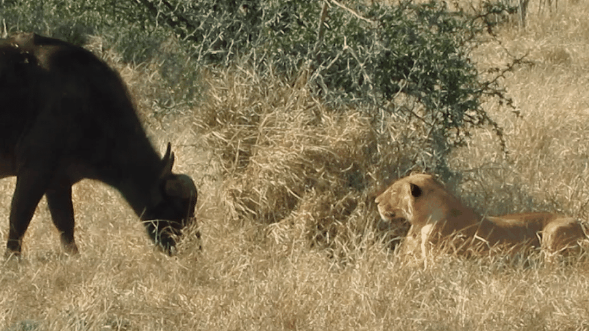 Cuộc đụng độ đầy "bất ổn" giữa hai đối thủ đầy duyên nợ: Trâu rừng và Sư tử