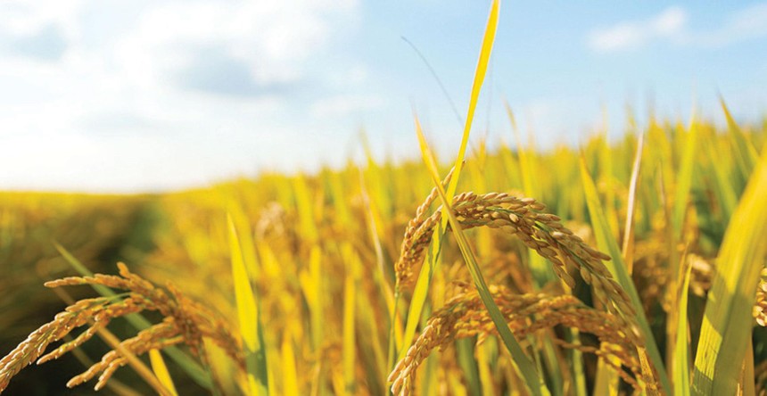 Ấn Độ cấm xuất khẩu một số mặt hàng gạo tạo ra kỳ vọng tăng giá đối với gạo Việt Nam xuất khẩu