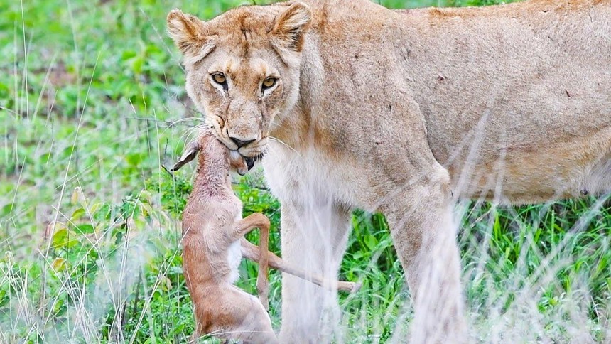 Linh dương impala vùng vẫy giành giật sự sống trong "nanh" sư tử