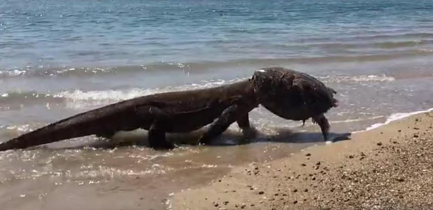 Sửng sốt loài sinh vật "mình rồng, đầu mai rùa" dạo chơi bên bờ biển
