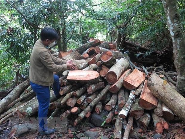 Ghi nhận cây rừng tại tiểu khu 165, xã Sơn Hội, huyện Sơn Hòa bị chặt phá, chất thành đống, chuẩn bị chuyển đi vào ngày 9/9/2022. (Ảnh: TTXVN)