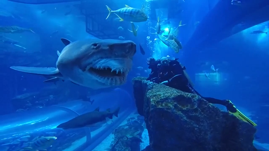 Rùng mình đoạn clip ghi lại cận cảnh cá mập trắng khổng lồ nhe hàm răng đáng sợ, áp sát 2 người đàn ông 