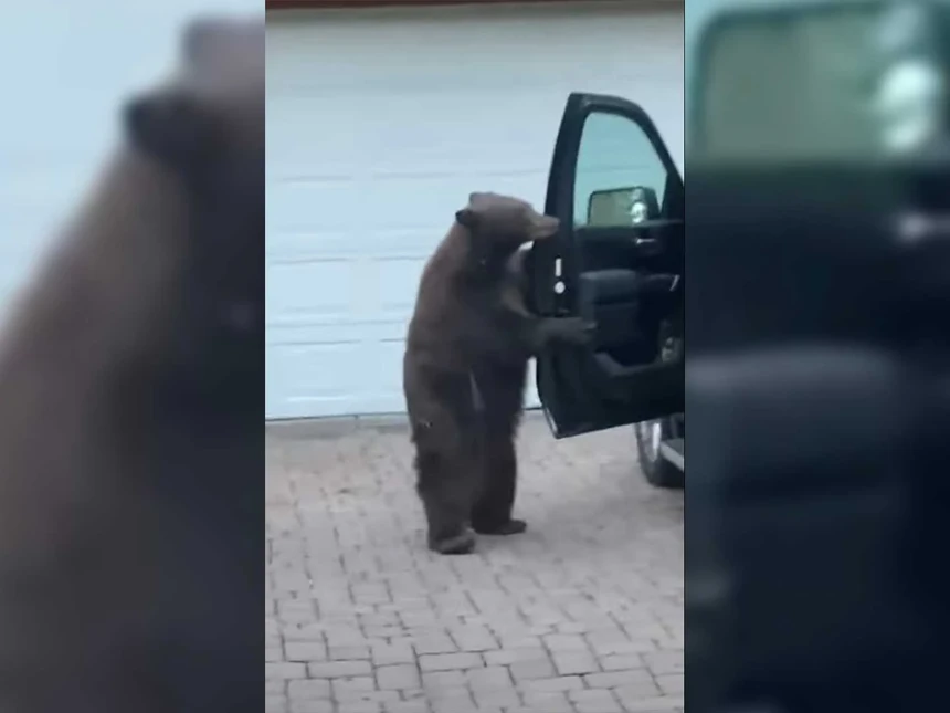 Chú gấu biết tự mở cửa xe ô tô để lấy đồ ăn và cách hành xử của chủ xe khiến ai cũng phải trợn tròn mắt kinh ngạc