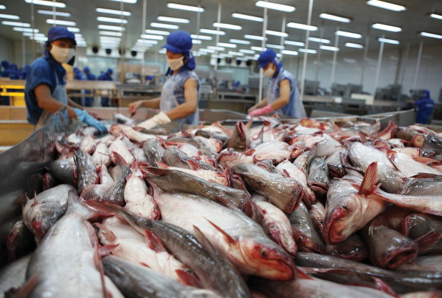 Xuất khẩu cá tra tháng 10 rơi xuống mức thấp nhất trong năm.