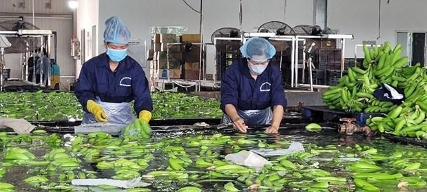 Công nhân của Công ty Cổ phần cao su Thống Nhất sơ chế, rửa sạch chuối trước khi đóng gói xuất khẩu đi thị trường Trung Quốc và Hàn Quốc. (Ảnh: Hoàng Nhị/TTXVN).