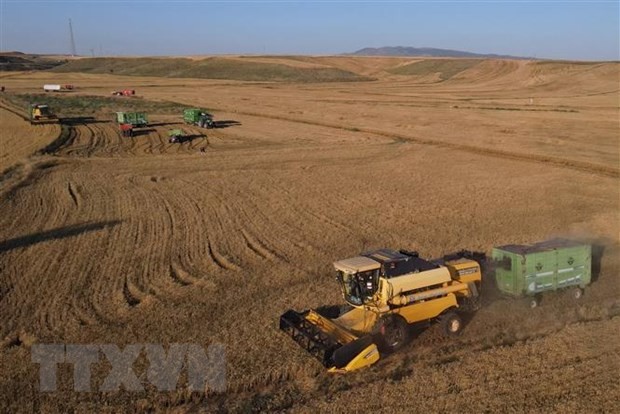 Nông dân thu hoạch lúa mỳ trên cánh đồng ở tỉnh Ankara, Thổ Nhĩ Kỳ, ngày 12/7/2022. (Ảnh: THX/TTXVN).