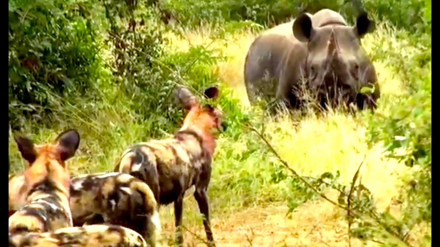 Loài động vật có tỷ lệ săn mồi cao nhất châu Phi bị tê giác đen lùa "như vịt"