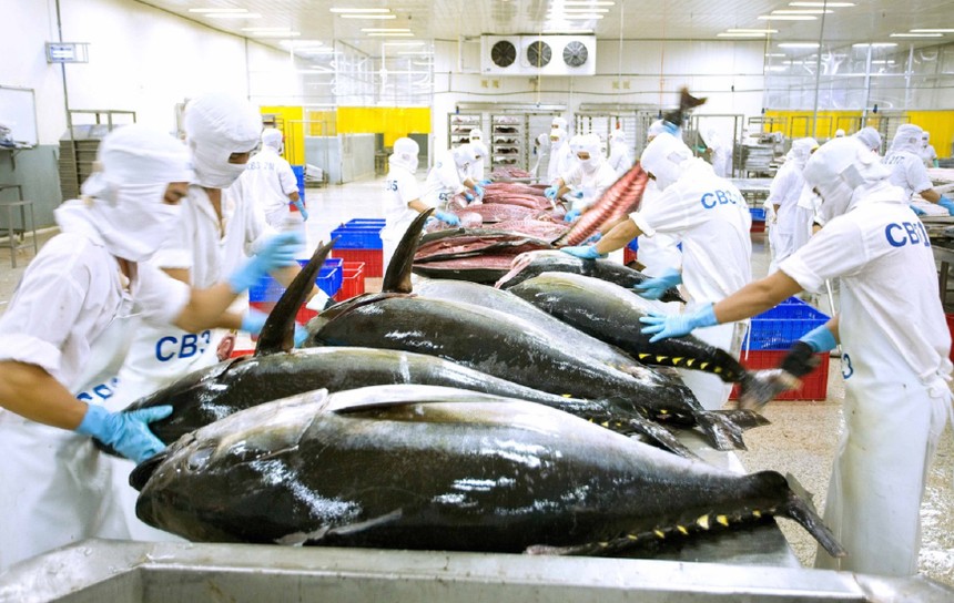 Năm 2022 xuất khẩu cá ngừ sang Israel đạt 36,63 triệu USD, Israel đứng thứ 4/10 thị trường xuất khẩu cá ngừ lớn của Việt Nam.