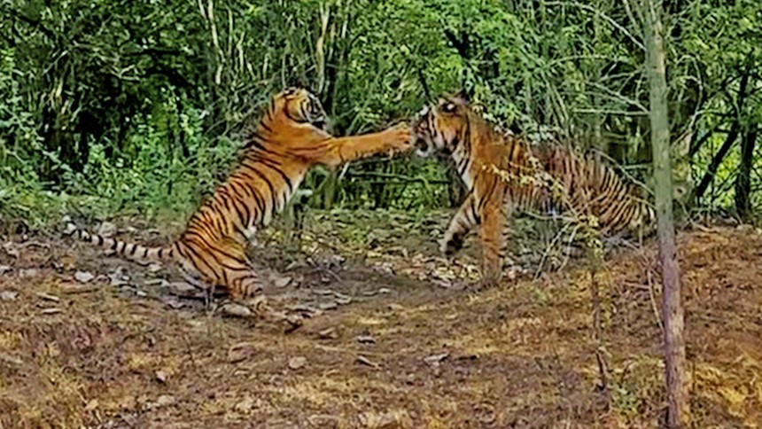 Bảo vệ đàn con, hổ cái sẵn sàng "choảng" luôn cả hổ đực
