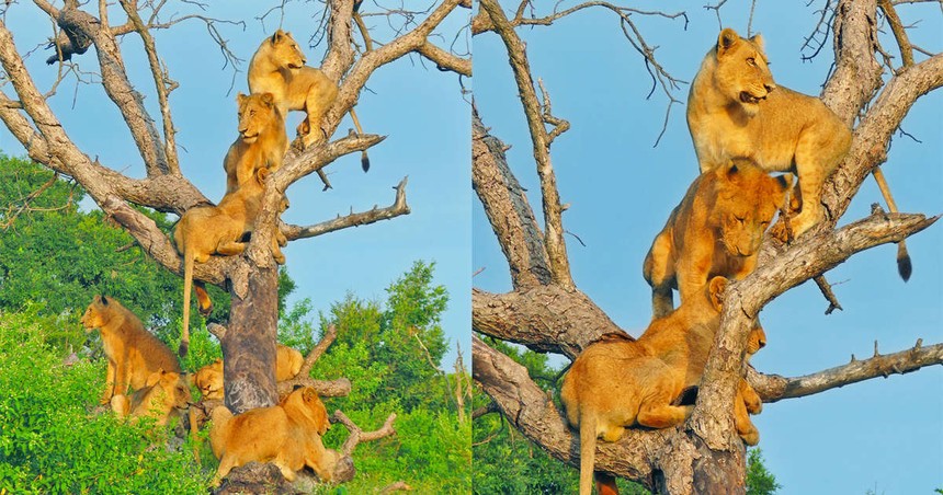 Bí ẩn đằng sau việc cả đàn sư tử bỗng nhiên rủ nhau đi trèo cây