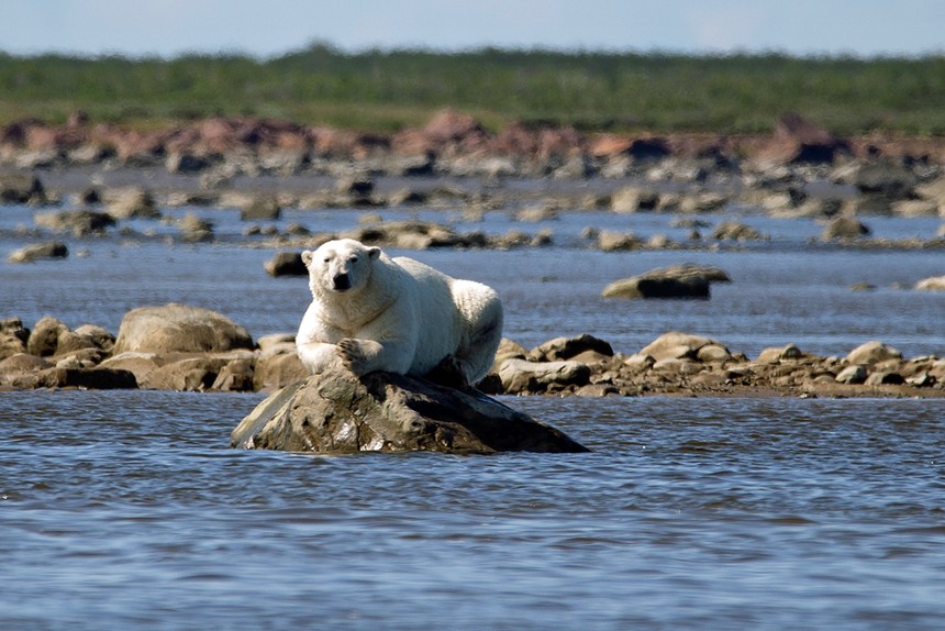Thợ săn gấu trắng Bắc Cực thi triển kỹ năng săn cá voi Beluga cực kỳ điệu nghệ