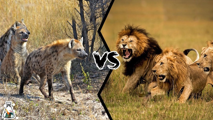 Cuộc tập kích bất ngờ của đàn linh cẩu đói khát nhằm vào bầy sư tử