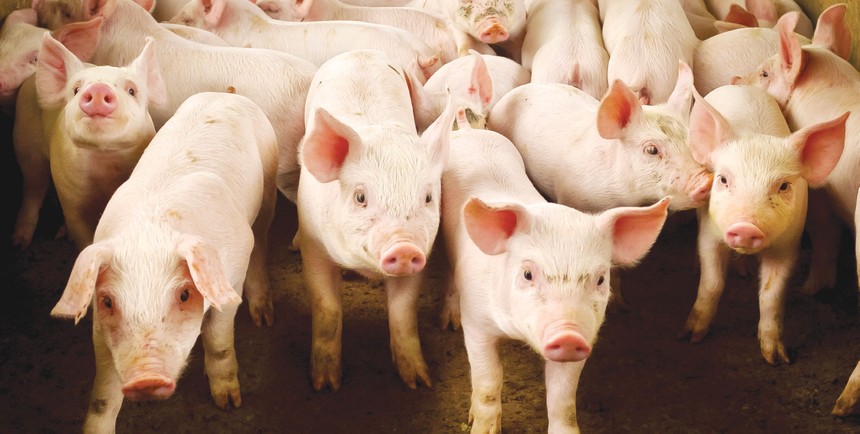 Ngành chăn nuôi lợn đang chịu khó khăn kép.