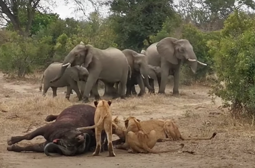 Màn hỗn chiến giữa các loài động vật hoang dã châu Phi và sức mạnh thống trị muôn loài của nhà Vua