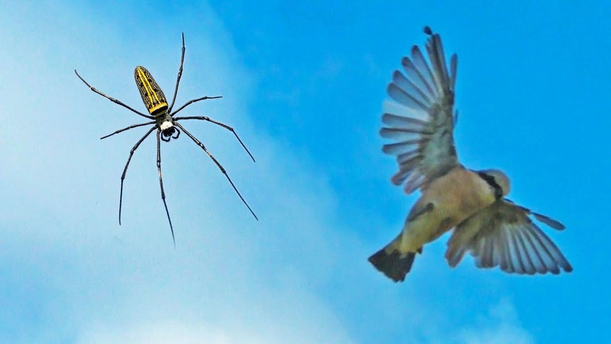 Vén màn bí ẩn tuyệt chiêu giăng "thiên la địa võng" săn đủ loài động vật của loài nhện khổng lồ Nephila 