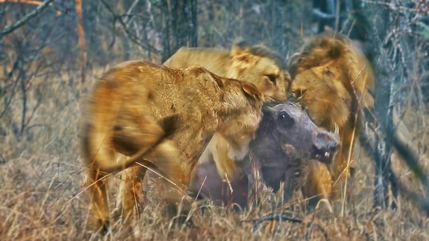 Đàn sư tử hợp sức kéo con lợn bướu ra khỏi hang 