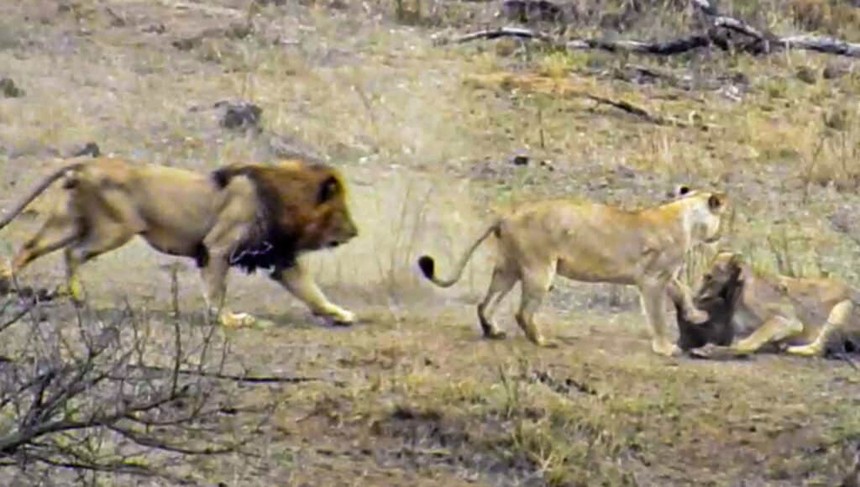 Pha xử lý cồng kềnh của sư tử đực khiến cả đàn phải mất ăn