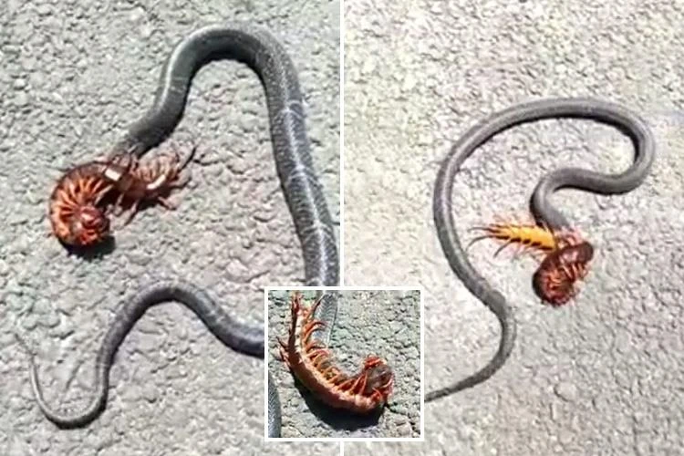 Cuộc chiến của 2 thành viên trong "Ngũ độc": Rết cắn chết rắn khổng lồ