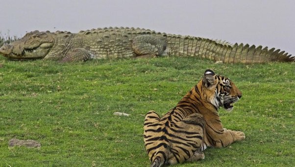 Hổ rừng đói quá làm liều và màn đáp trả cực gắt của "ông vua đầm lầy" cá sấu khổng lồ