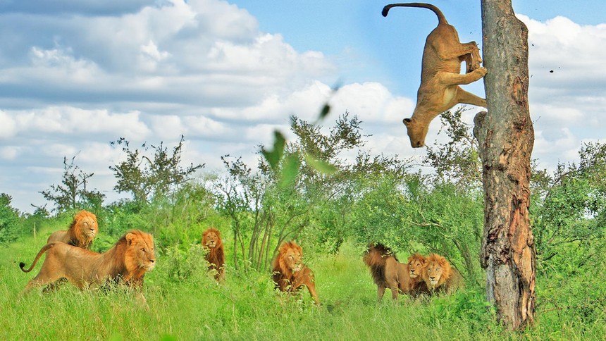 "Cô nàng" sư tử nóng bỏng bị 7 anh chàng sư tử đực theo đuổi phải nhảy lên cây chạy trốn