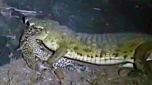 Cá sấu sông Nile thể hiện sức mạnh thống trị, "hủy diệt" báo hoa mai
