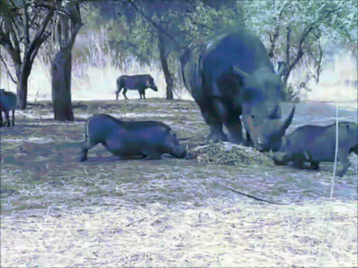 Lợn rừng "bay giữa ngân hà" sau cú nựng yêu của tê giác