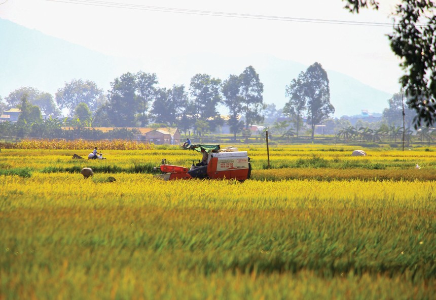 Ngành gạo Việt Nam vẫn đang đứng trước nhiều yếu tố thuận lợi.