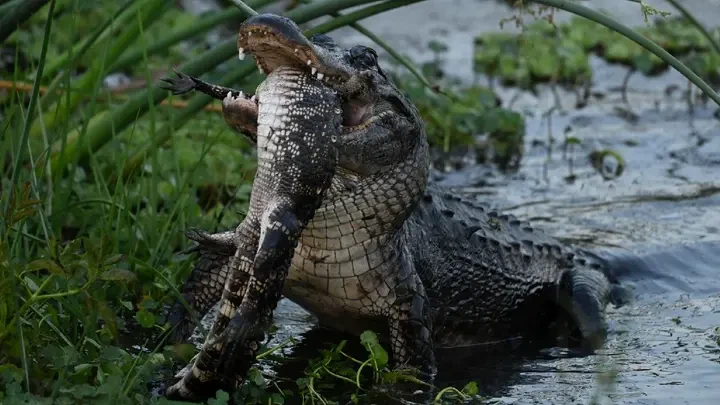 Vừa ăn thịt đồng loại xong, một con cá sấu đã bị đồng loại khác xơi tái