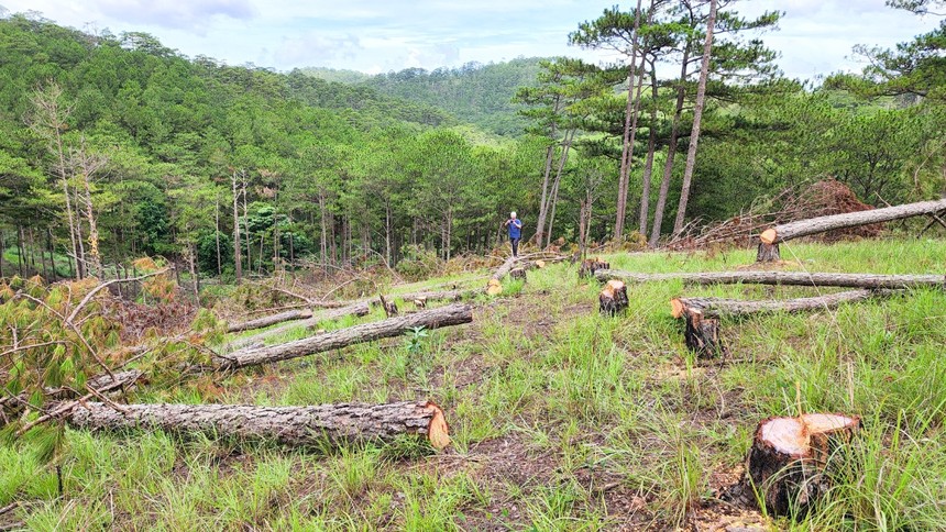 Lâm Đồng dừng chấp thuận chủ trương đầu tư các dự án liên quan đến rừng