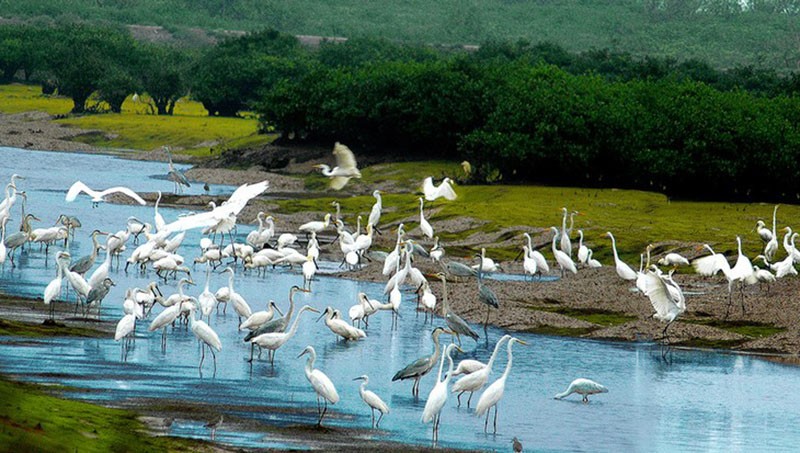 Vườn Quốc gia Xuân Thuỷ có diện tích vùng bảo tồn rộng 7.100 ha.