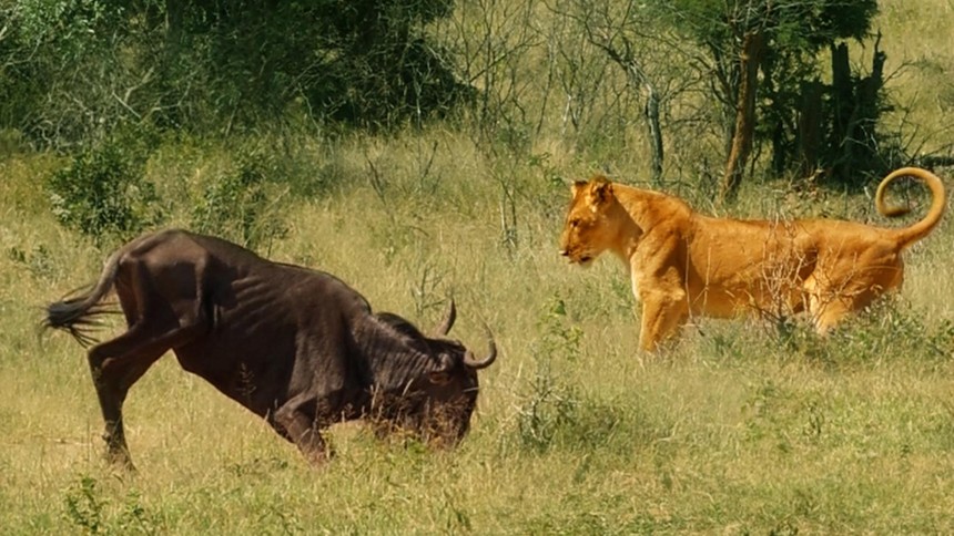 Hành động kỳ cục của linh dương đầu bò khiến sư tử phải "hoài nghi nhân sinh"