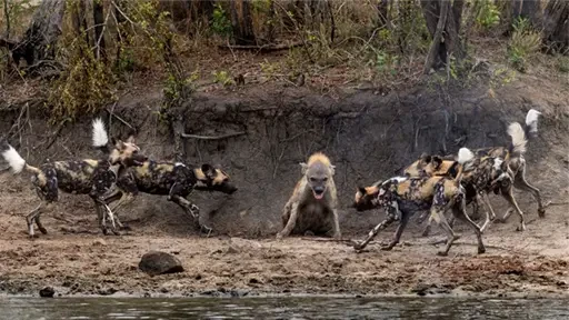 Bản lĩnh của linh cẩu trước thế trận bao vây "bốn phương tám hướng" của chó hoang châu Phi