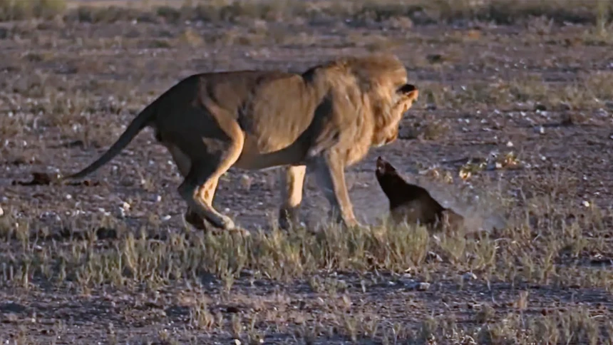 Làm đủ trò, tìm đủ cách, Vua sư tử vẫn đành phải "bó tay" trước loài động vật lì lợm nhất thế giới động vật