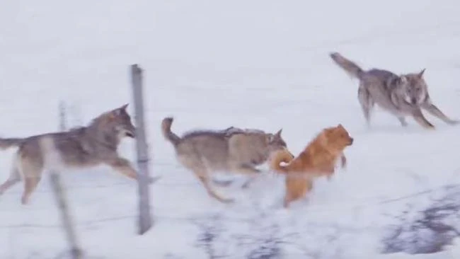 Điều kỳ diệu cứu sống chú chó nhỏ khỏi nanh vuốt của đàn sói xám