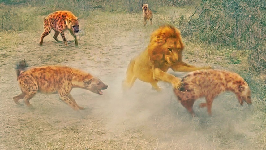 Vua sư tử đơn độc "vùng vẫy" giữa vòng vây của đàn linh cẩu đói khát
