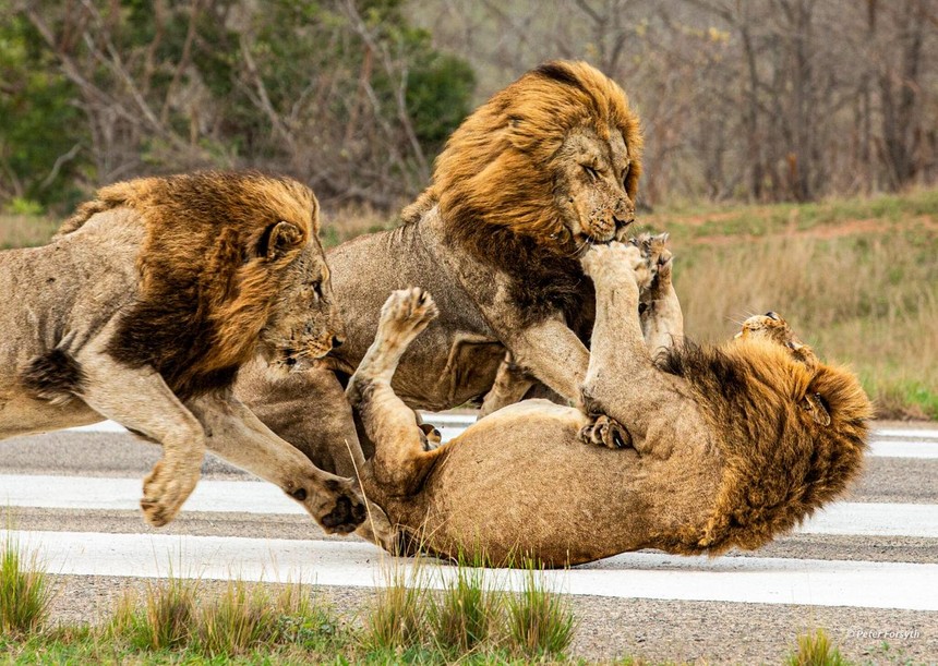 Màn thị uy, bảo vệ lãnh thổ cực "chất" của những chiến binh sư tử đực