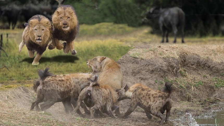 Bản lĩnh vua sư tử khiến cả đàn linh cẩu phải sợ khiếp vía