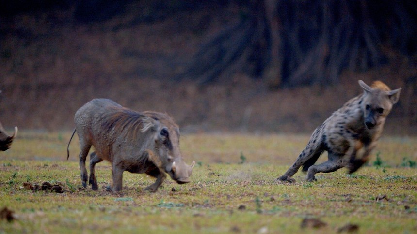 Lợn rừng truy đuổi linh cẩu