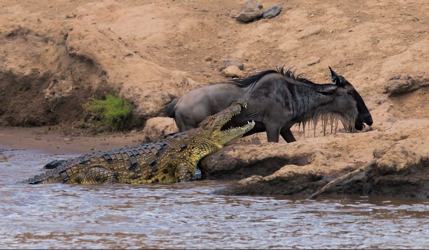 Cá sấu sông Nile vỡ mộng khi gặp phải một con mồi "không biết sợ"