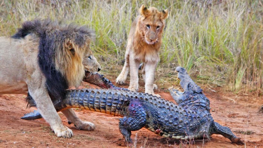 Vì cuộc sống mưu sinh, đàn sư tử mạo hiểm săn cả cá sấu sông Nile khổng lồ