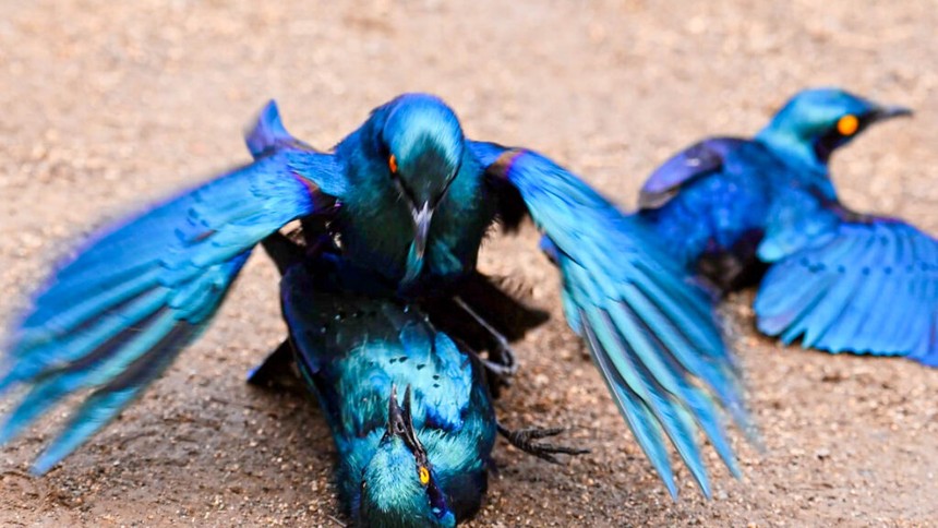 Thế giới khắc nghiệt của loài chim hoang dã: Sẵn sàng hạ gục đồng đội yếu, kém