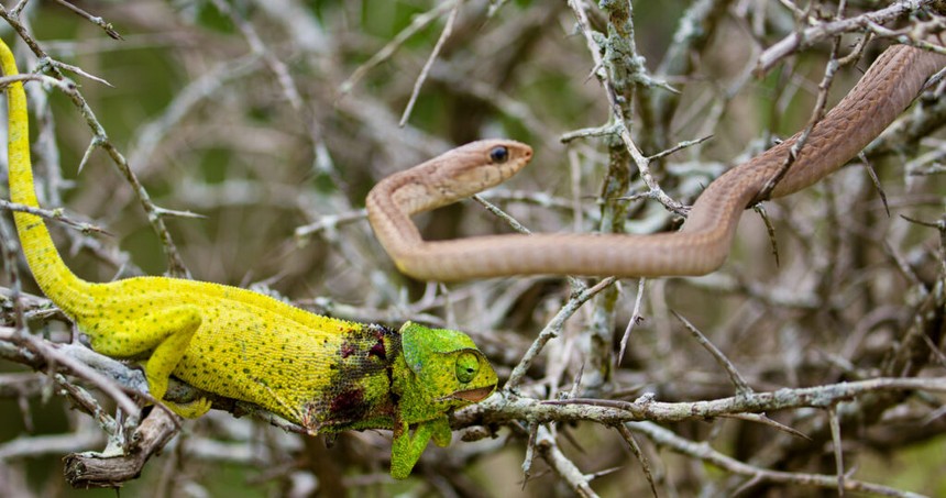 Bị loài rắn kịch độc tấn công, chú tắc kè hoa đáp trả như một "chiến binh"