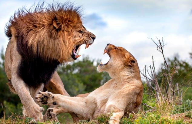 Đúng ngày tâm lý u uất, vua sư tử "xả hận" nhập sư tử cái